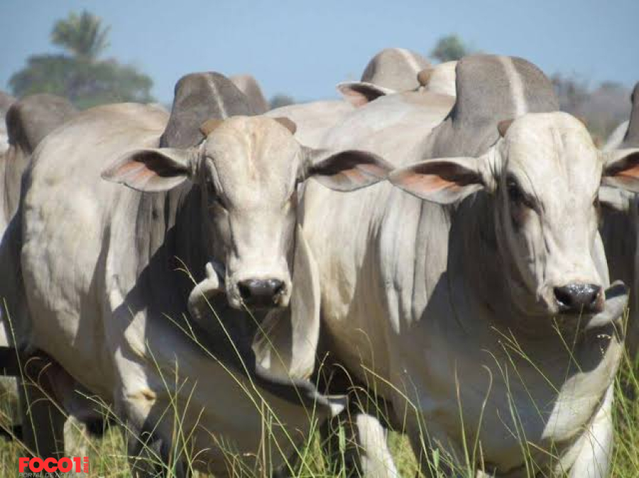 Boi gordo: escoamento da carne pós-feriado determinará preço da arroba