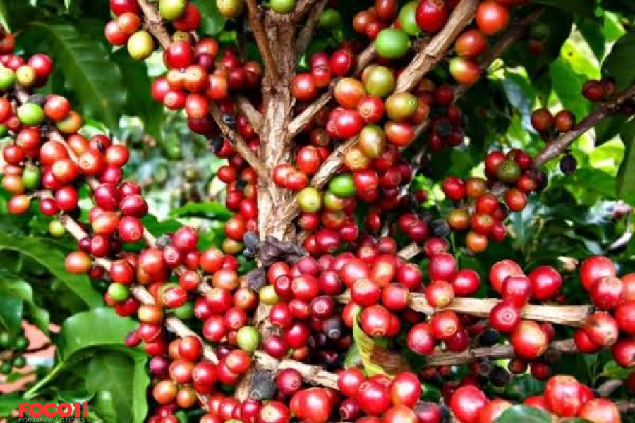 Com irrigação subterrânea agricultores de café e cana melhoram produção e economizam água no ES.  Plantação de café e de cana-de açúcar no Norte do Espírito Santo